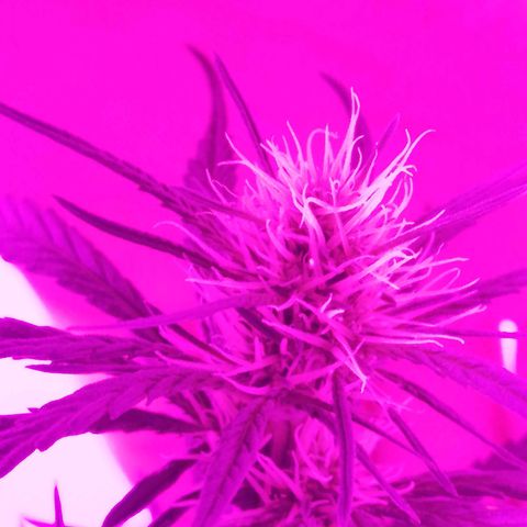 AK-48 growlog photo: Entrando en la segunda etapa de floración, el engorde.