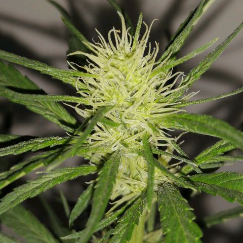 AK-48 growlog timeline photo