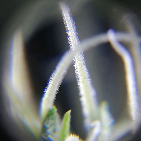 AK-48 growlog photo: Tricomas y resina en hojas