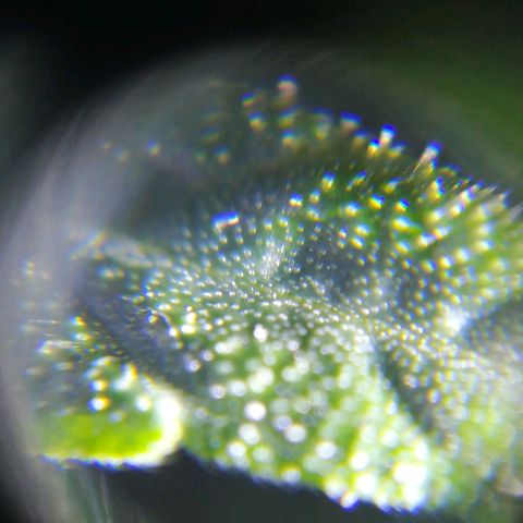 AK-48 growlog photo: Tricomas y resina en hojas