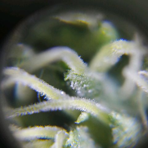 AK-48 growlog photo: Tricomas y resina en hojas