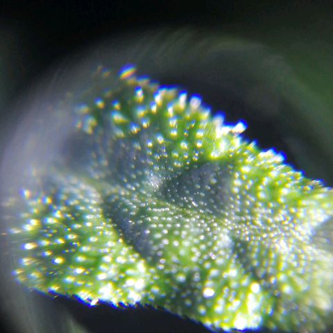 AK-48 growlog photo: Tricomas y resina en hojas