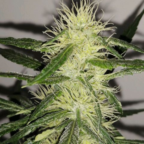 AK-48 growlog timeline photo