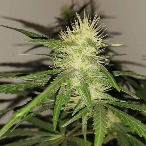 AK-48 growlog timeline photo