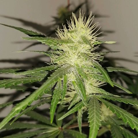 AK-48 growlog timeline photo
