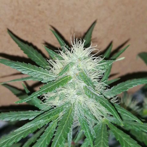 AK-48 growlog timeline photo