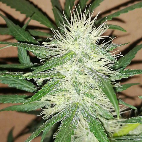 AK-48 growlog timeline photo