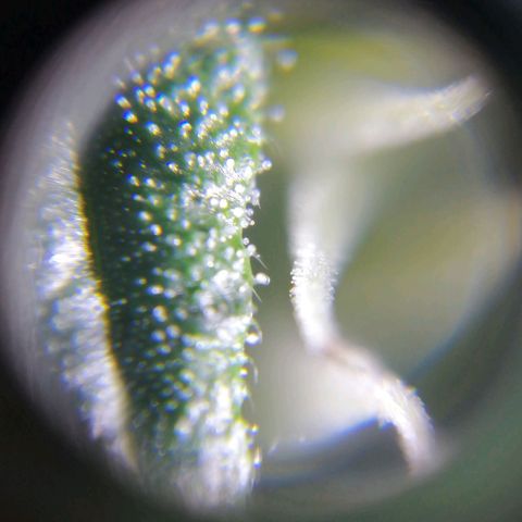 AK-48 growlog photo: Primeros indicios de que falta un par de semanas máximo para la cosecha