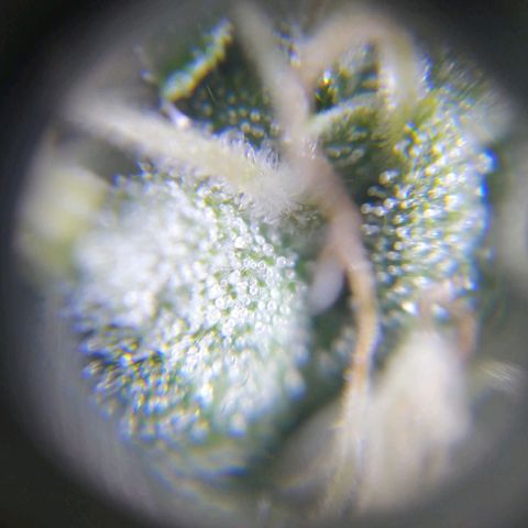 AK-48 growlog photo: Primeros indicios de que falta un par de semanas máximo para la cosecha