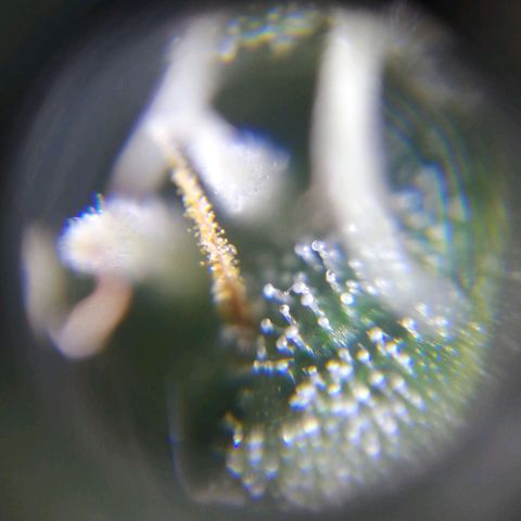 AK-48 growlog photo: Primeros indicios de que falta un par de semanas máximo para la cosecha