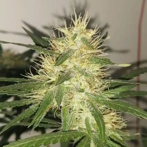AK-48 growlog timeline photo