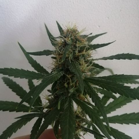 AK-48 growlog photo: Primera cosecha. Tricomas mayormente blancos (95%). Se busca efecto eufórico más que relajante.