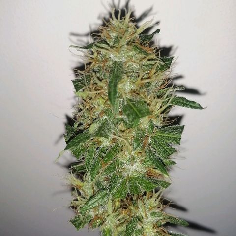 AK-48 growlog photo: Primera cosecha. Tricomas mayormente blancos (95%). Se busca efecto eufórico más que relajante.