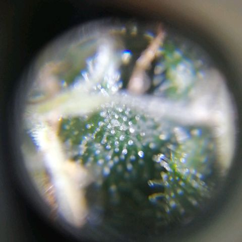 AK-48 growlog photo: Primera cosecha. Tricomas mayormente blancos (95%). Se busca efecto eufórico más que relajante.