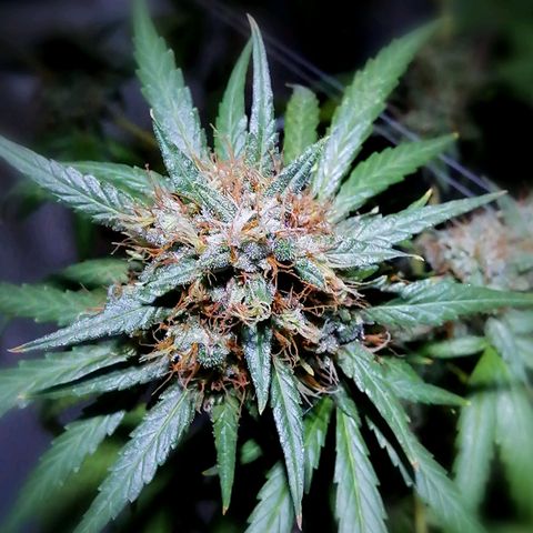 AK-48 growlog timeline photo