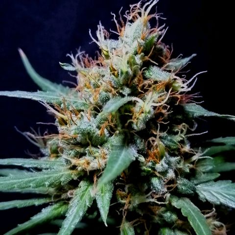 AK-48 growlog timeline photo
