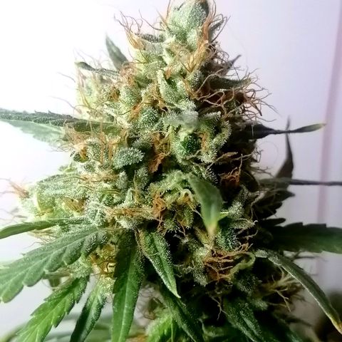 AK-48 growlog photo: Día antes de cosecha
