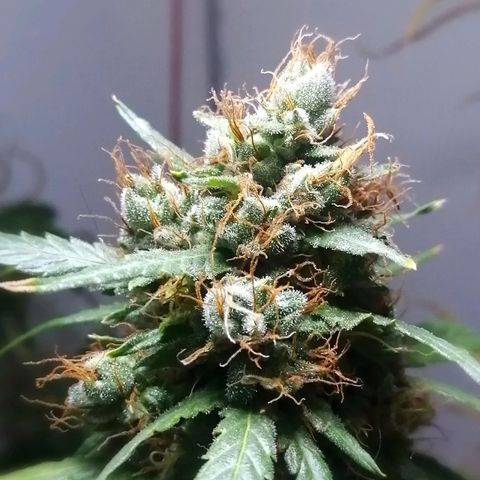AK-48 growlog photo: Día antes de cosecha