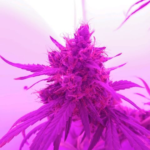 AK-48 growlog photo: Día antes de cosecha