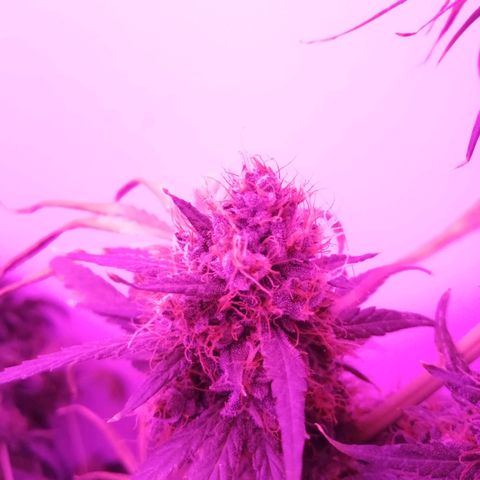 AK-48 growlog photo: Día antes de cosecha