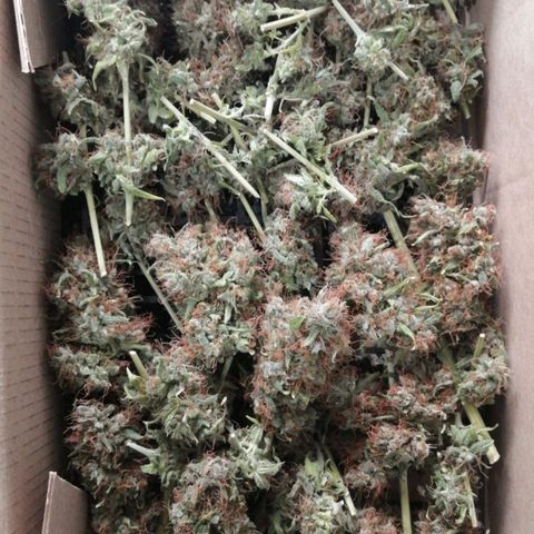 AK-48 growlog timeline photo