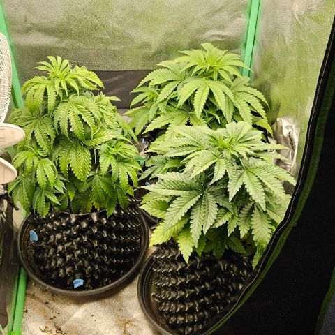 MIMOSA growlog timeline photo