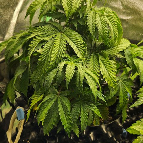 MIMOSA growlog timeline photo