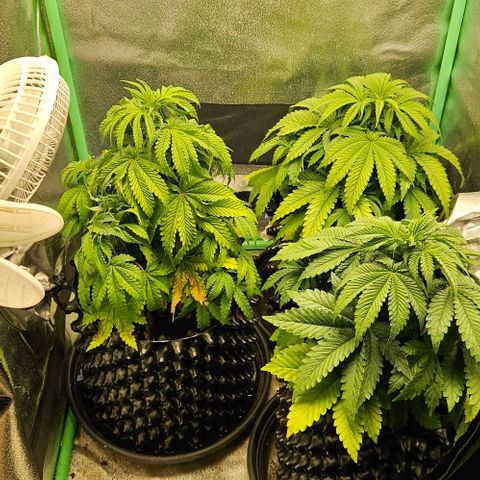 MIMOSA growlog photo: Mimosa sehr durstig 