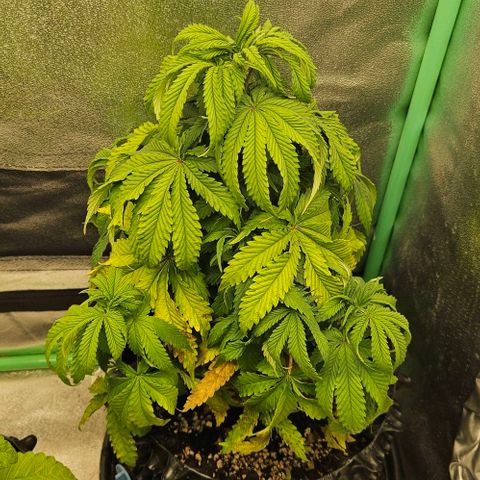 MIMOSA growlog timeline photo