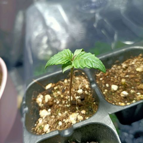 Green Poison F1 Fast Version growlog timeline photo