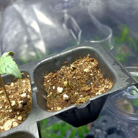 Green Poison F1 Fast Version growlog timeline photo