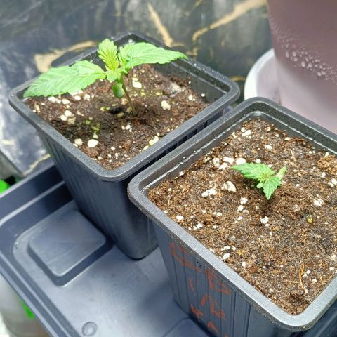 Green Poison F1 Fast Version growlog timeline photo