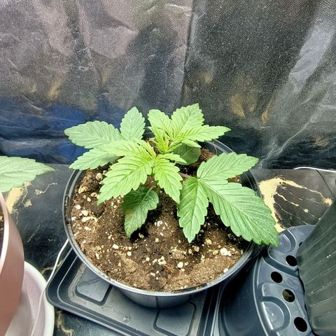 Green Poison F1 Fast Version growlog timeline photo