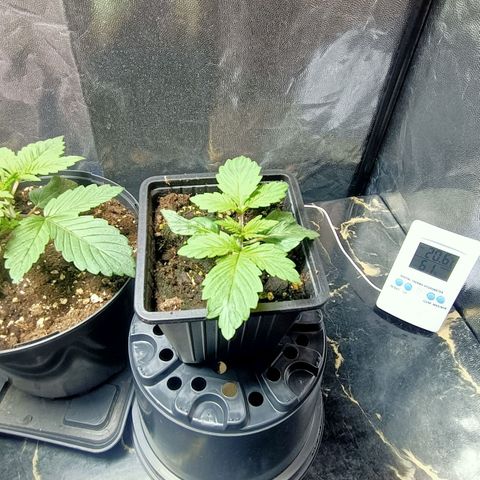 Green Poison F1 Fast Version growlog timeline photo