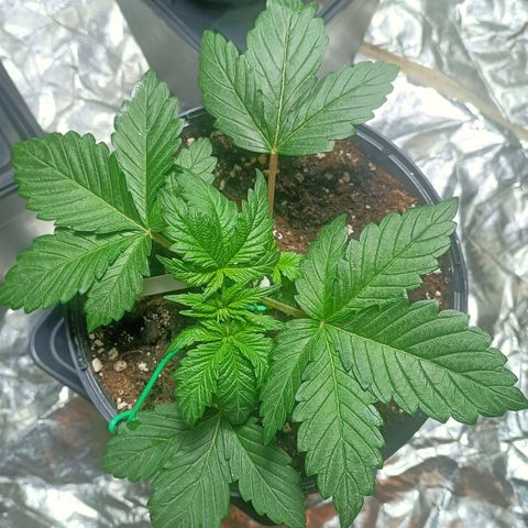 Green Poison F1 Fast Version growlog photo: Primer día después de el lst en ambas, la poda apical de GP Fenotipo 1 sigue evolucionando bien. Comienzan a salir las dos nuevas apicales.