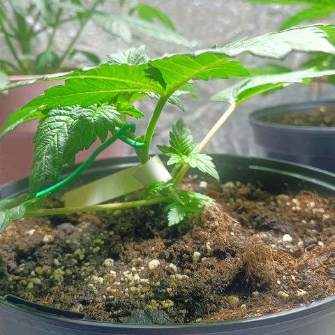 Green Poison F1 Fast Version growlog photo: Primer día después de el lst en ambas, la poda apical de GP Fenotipo 1 sigue evolucionando bien. Comienzan a salir las dos nuevas apicales.