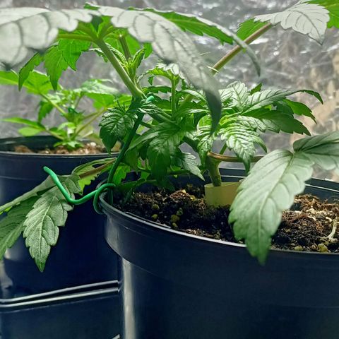 Green Poison F1 Fast Version growlog photo: Primer día después de el lst en ambas, la poda apical de GP Fenotipo 1 sigue evolucionando bien. Comienzan a salir las dos nuevas apicales.