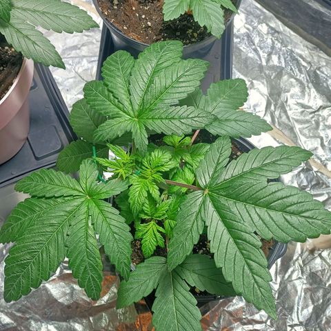 Green Poison F1 Fast Version growlog photo: Primer día después de el lst en ambas, la poda apical de GP Fenotipo 1 sigue evolucionando bien. Comienzan a salir las dos nuevas apicales.