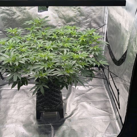Special Kush growlog timeline photo