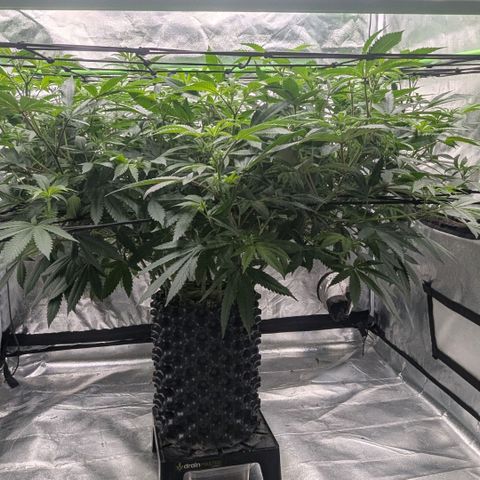 Special Kush growlog timeline photo
