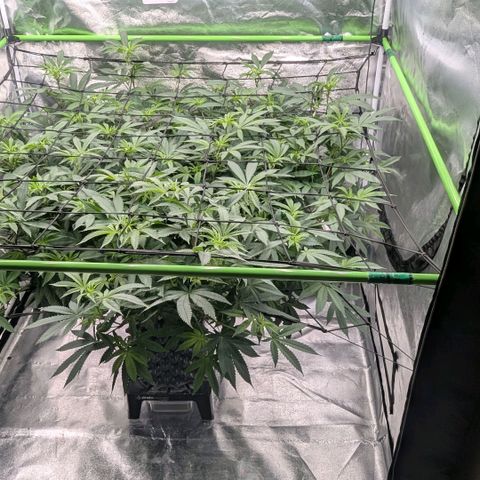 Special Kush growlog timeline photo