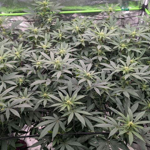 Special Kush growlog timeline photo