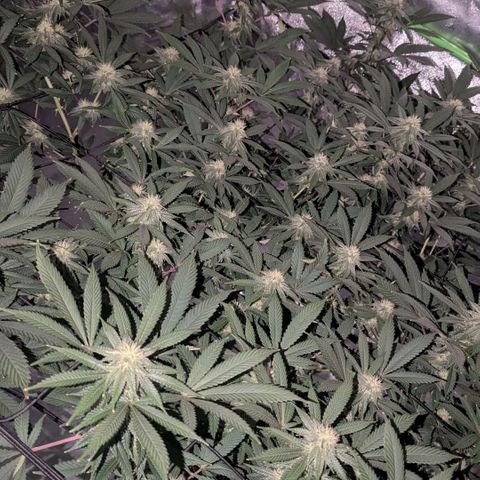 Special Kush growlog timeline photo
