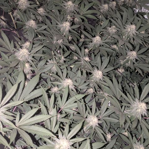 Special Kush growlog timeline photo