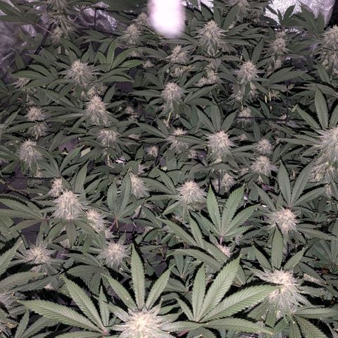 Special Kush growlog timeline photo