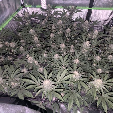 Special Kush growlog timeline photo