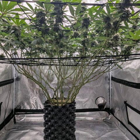 Special Kush growlog timeline photo