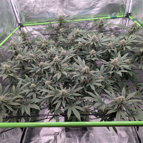 Special Kush growlog timeline photo