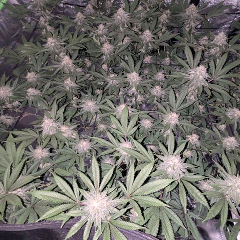 Special Kush growlog timeline photo