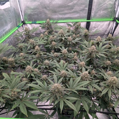 Special Kush growlog timeline photo
